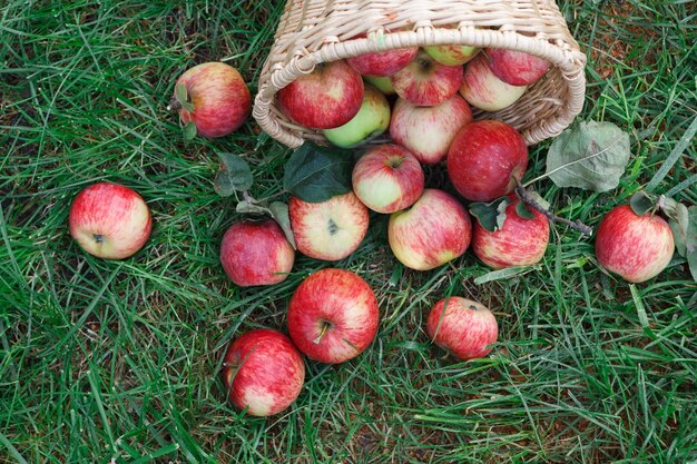 Panier en osier plein de pommes mûres rouges