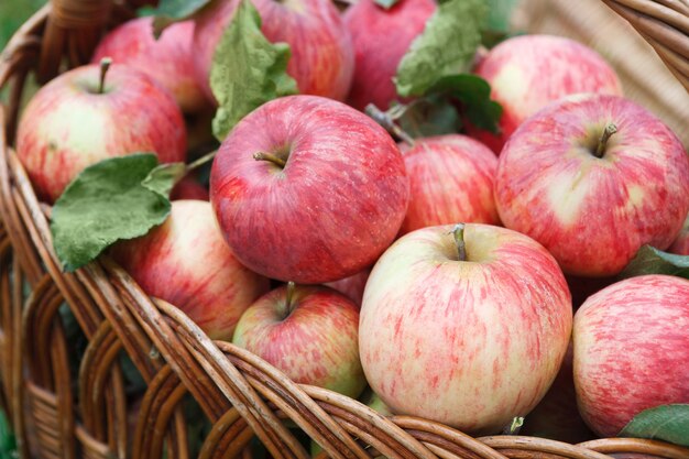 Panier en osier plein de pommes mûres rouges