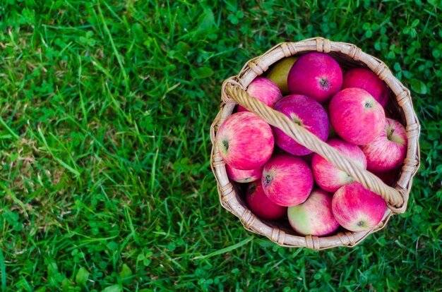 Panier en osier avec des pommes mûres savoureuses fraîches rouges sur l'herbe verte. Récolte des cultures d'été ou d'automne. Vue de dessus, espace copie