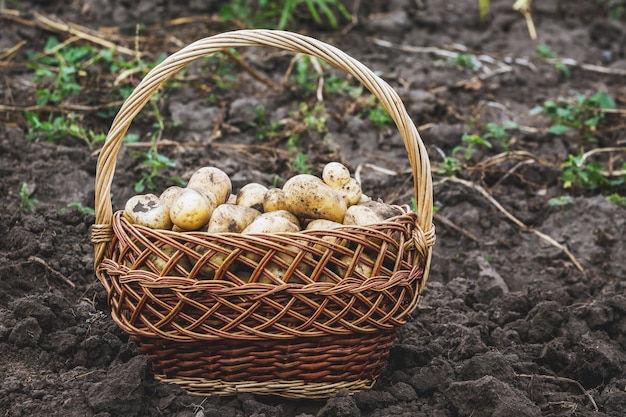 Panier en osier avec pommes de terre dans le jardin