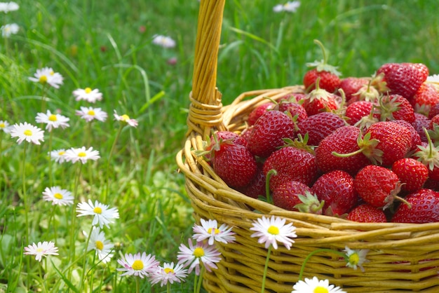 Panier en osier rustique avec des fraises mûres juteuses