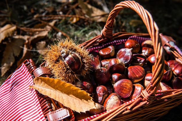 Un panier de paille plein de châtaignes comestibles au sol dans une forêt en automne