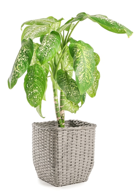 Panier avec plante d'intérieur sur surface blanche