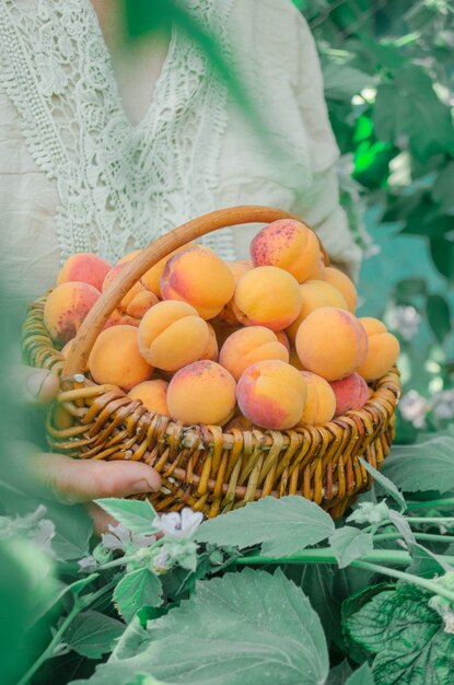 Panier plein d'abricots Abricots dans le panier