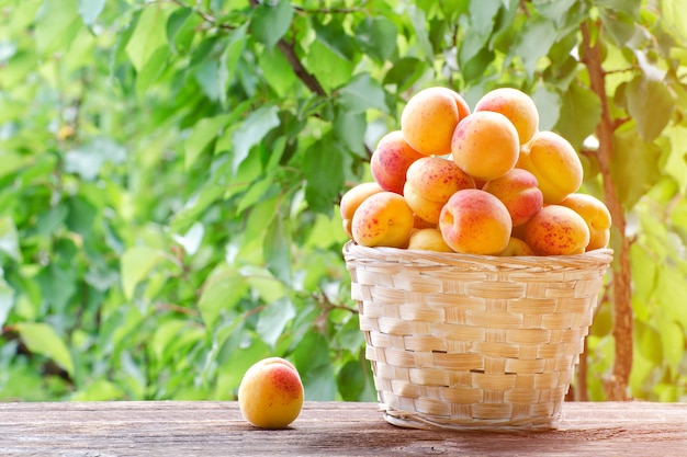 Panier plein d'abricots dans le jardin sur fond de verdure, soleil