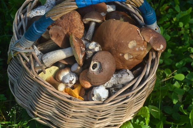 Panier plein de champignons Le résultat de la collecte réussie de champignons comestibles dans la forêt d'automne