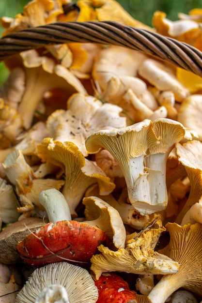 Panier plein de chanterelles aux champignons