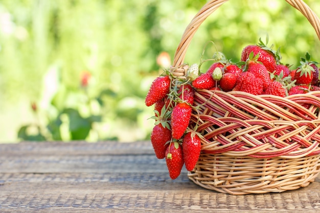 Panier plein avec des fraises mûres rouges fraîches juste cueillies sur des bureaux en bois avec un fond naturel vert