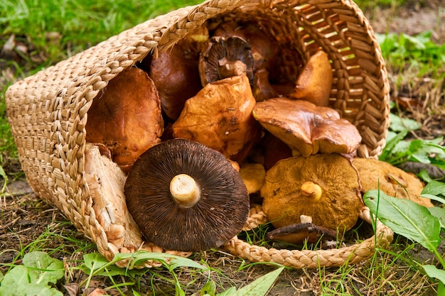 Panier plein de gros champignons sur le sol de la forêt verte.