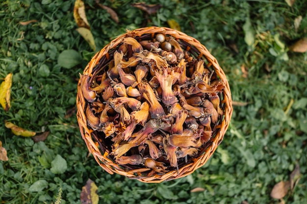 Panier plein de noisettes fraîchement cueillies