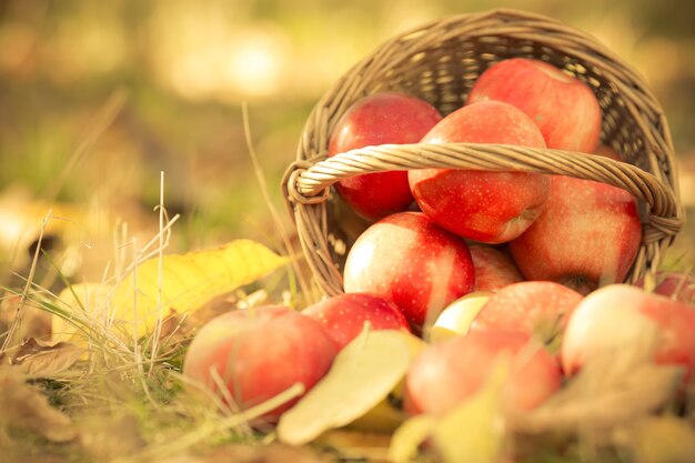 Panier plein de pommes juteuses rouges éparpillées dans une herbe dans le jardin d'automne