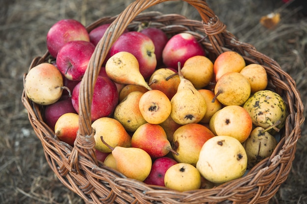 panier plein de pommes et de poires de fruits frais cassés de l'arbre