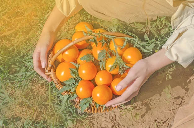 Panier plein de tomates fraîches dans les mains de la fille