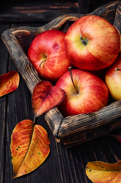 Panier de pommes d&#39;automne