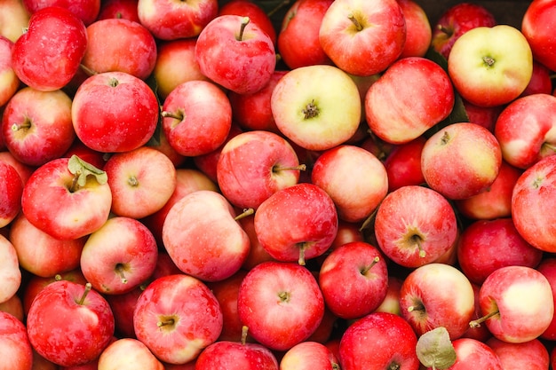 Panier avec pommes bio