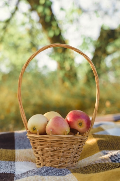 Un panier avec des pommes sur le fond d'un tronc de pommier, le concept de récolte