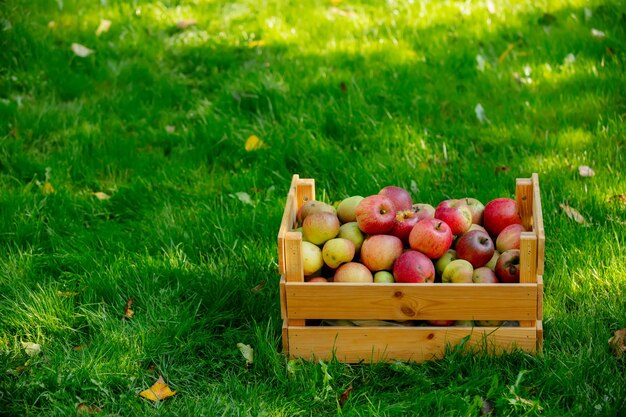 Panier avec des pommes sur l'herbe verte dans le jardin