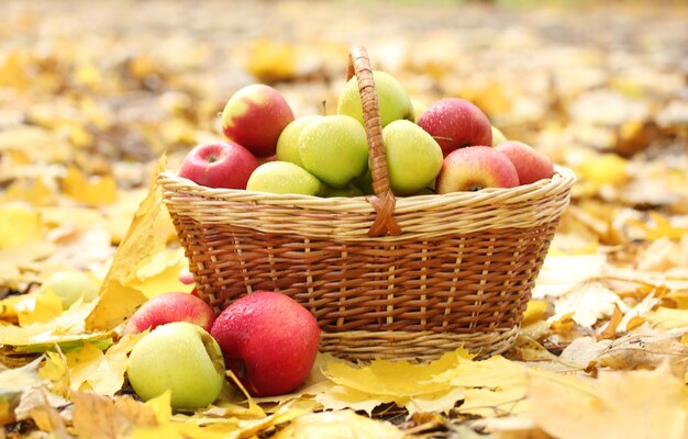 Panier de pommes mûres fraîches dans le jardin sur les feuilles d'automne