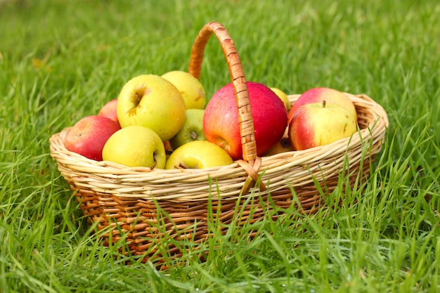 Panier de pommes mûres fraîches dans le jardin sur l'herbe verte