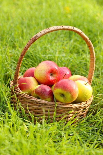 Panier de pommes mûres fraîches dans le jardin sur l'herbe verte