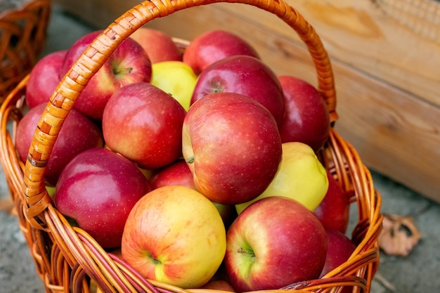 Panier avec des pommes mûres rouges Récolte des pommes