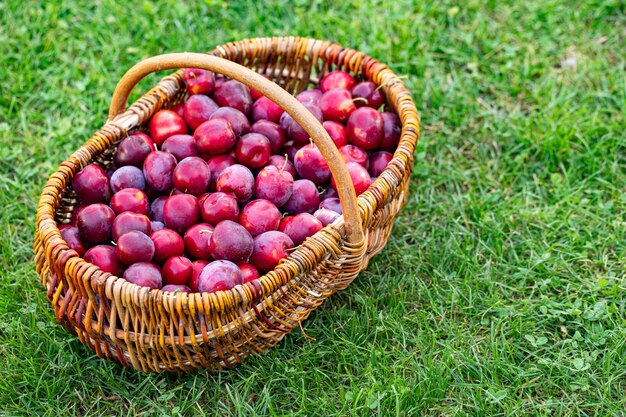 Photo un panier de prunes fraîches mûres sur une herbe verte