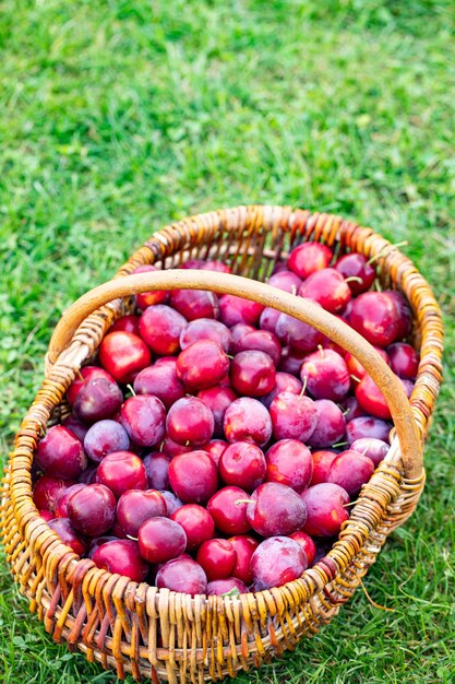 Photo un panier de prunes fraîches mûres sur une herbe verte