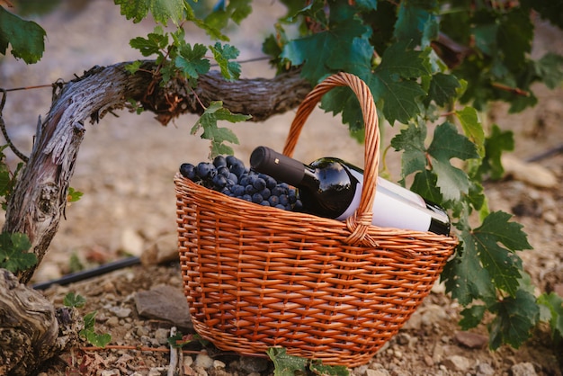 Panier de raisins avec une bouteille de vin dans le vignoble