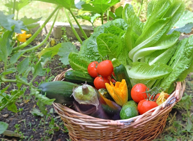 Panier rempli de légumes de saison frais et colorés dans le jardin