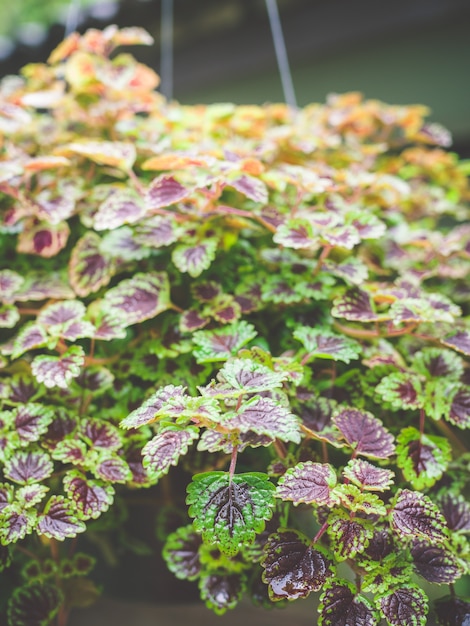 Panier suspendu de décoration de plantes d&#39;extérieur