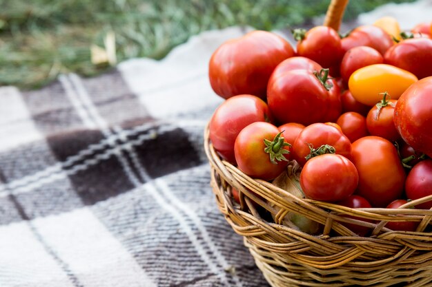 Un panier avec des tomates sur une couverture. Aliments biologiques frais du jardin.