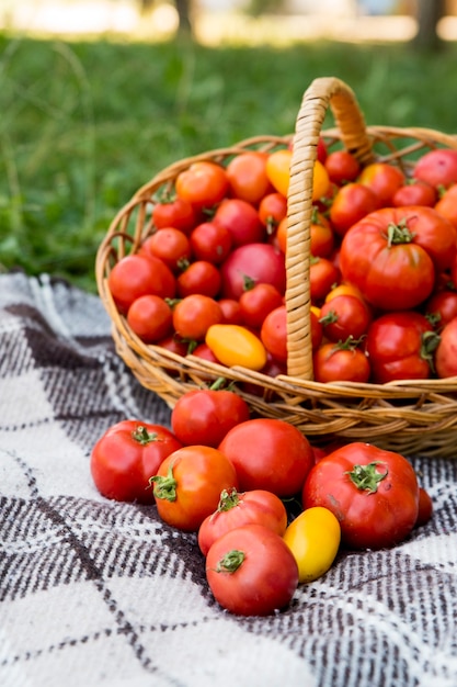 Un panier avec des tomates sur une couverture. Aliments biologiques frais du jardin.