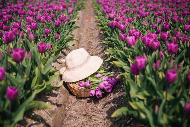 Un panier avec des tulipes et un chapeau de paille se dresse au sol dans les champs de tulipes.