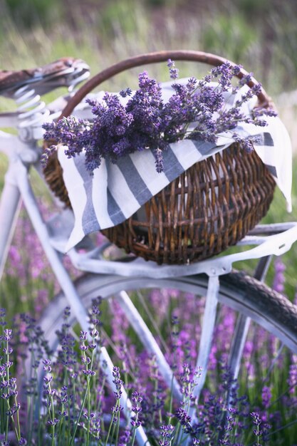 Panier à vélo avec un bouquet de lilas