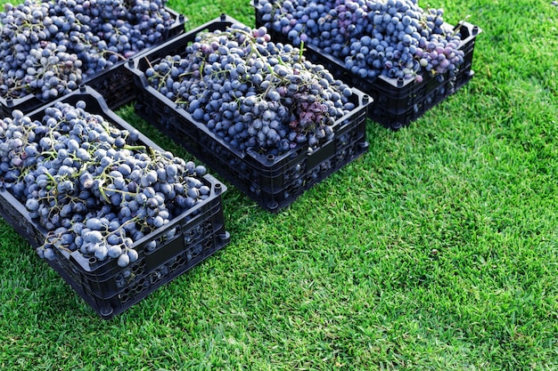 Paniers de grappes mûres de raisins noirs à l'extérieur. Récolte des raisins d'automne dans le vignoble sur l'herbe prête à être livrée pour la vinification. Cabernet Sauvignon, Merlot, Pinot Noir, Sangiovese triés en caissettes