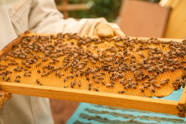 Panneau d'abejas