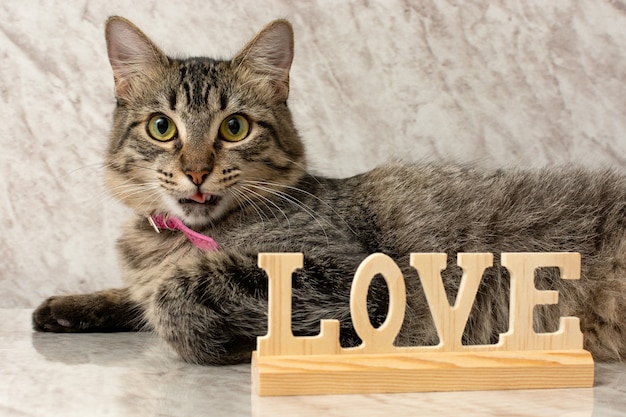 Panneau "amour" en bois à côté d'un chat sur une table en marbre.