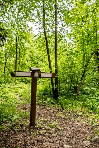 Panneau en bois avec des flèches à côté du chemin dans la forêt d'été