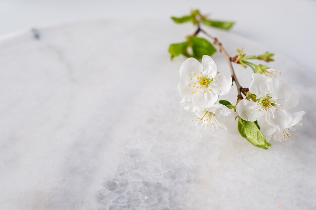 Panneau de marbre vide pour l'affichage du produit avec des fleurs de cerisier en fleurs. Spa et soins du corps