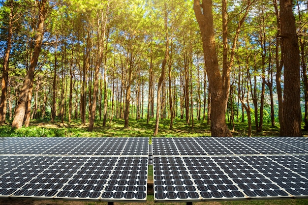 Panneau solaire sur l&#39;été de la forêt de mélèzes