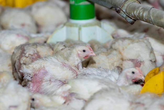 Un panneau vert et blanc qui dit "poulet" dessus