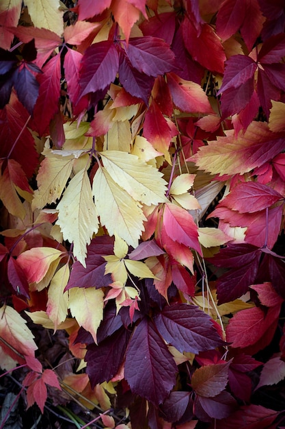 Panneaux de leurs feuilles de vigne d'automne rouges et jaunes