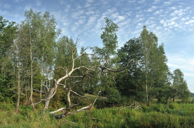 Panorama avec un arbre sec