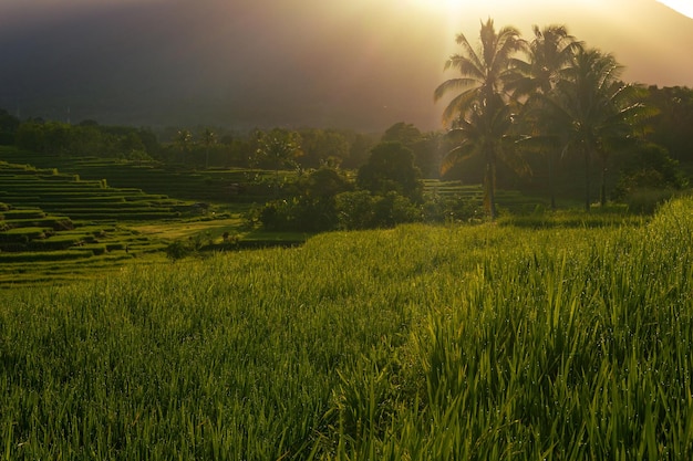 Panorama de la beauté naturelle de l'asie la vue sur les rizières au lever du soleil