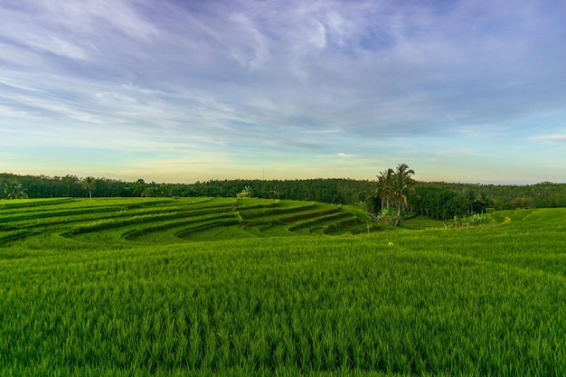 Panorama de la beauté naturelle de l'asie vue sur les rizières vertes et le ciel clair du matin
