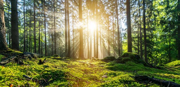 Panorama d'une belle forêt au lever du soleil