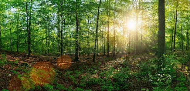 Panorama d'une belle forêt au lever du soleil