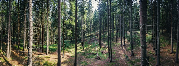 Panorama de la belle forêt de pins verts dans les montagnes de la Roumanie