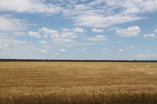 Photo panorama d'un champ de blé agricole champ de blé dans une ferme agricole