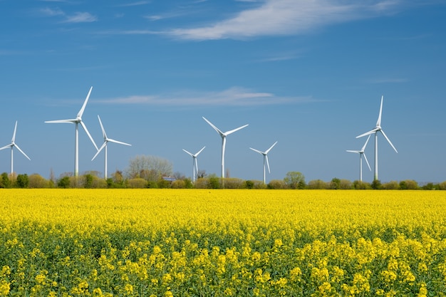 Panorama de champ de colza jaune avec éolienne ou roues éoliennes